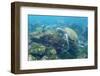 Adult Green Sea Turtle (Chelonia Mydas) Underwater Near Camera-Michael Nolan-Framed Photographic Print