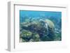 Adult Green Sea Turtle (Chelonia Mydas) Underwater Near Camera-Michael Nolan-Framed Photographic Print