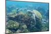 Adult Green Sea Turtle (Chelonia Mydas) Underwater Near Camera-Michael Nolan-Mounted Photographic Print