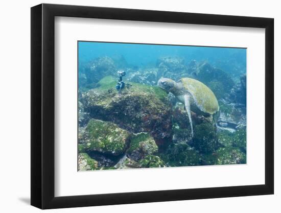 Adult Green Sea Turtle (Chelonia Mydas) Underwater Near Camera-Michael Nolan-Framed Premium Photographic Print