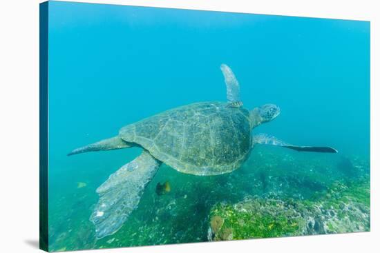 Adult Green Sea Turtle (Chelonia Mydas) Underwater Near Isabela Island-Michael Nolan-Stretched Canvas