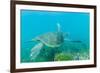 Adult Green Sea Turtle (Chelonia Mydas) Underwater Near Isabela Island-Michael Nolan-Framed Photographic Print