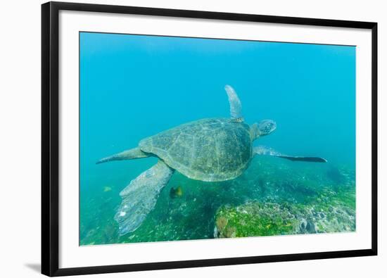 Adult Green Sea Turtle (Chelonia Mydas) Underwater Near Isabela Island-Michael Nolan-Framed Photographic Print