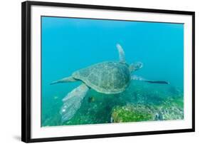 Adult Green Sea Turtle (Chelonia Mydas) Underwater Near Isabela Island-Michael Nolan-Framed Photographic Print