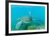 Adult Green Sea Turtle (Chelonia Mydas) Underwater Near Isabela Island-Michael Nolan-Framed Photographic Print