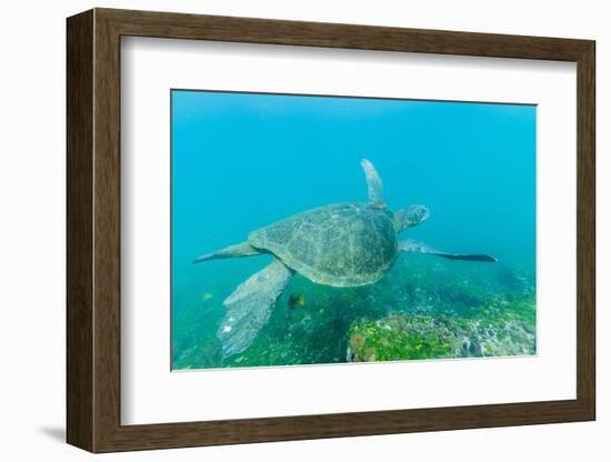 Adult Green Sea Turtle (Chelonia Mydas) Underwater Near Isabela Island-Michael Nolan-Framed Photographic Print