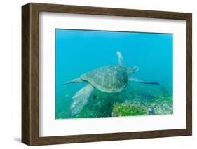 Adult Green Sea Turtle (Chelonia Mydas) Underwater Near Isabela Island-Michael Nolan-Framed Photographic Print