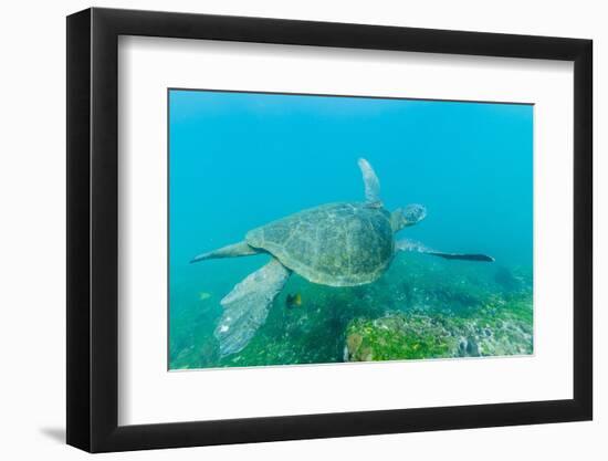 Adult Green Sea Turtle (Chelonia Mydas) Underwater Near Isabela Island-Michael Nolan-Framed Photographic Print