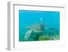 Adult Green Sea Turtle (Chelonia Mydas) Underwater Near Isabela Island-Michael Nolan-Framed Photographic Print