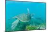 Adult Green Sea Turtle (Chelonia Mydas) Underwater Near Isabela Island-Michael Nolan-Mounted Photographic Print