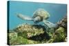 Adult Green Sea Turtle (Chelonia Mydas) Underwater Near Rabida Island-Michael Nolan-Stretched Canvas