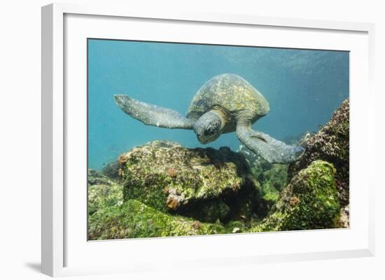 Adult Green Sea Turtle (Chelonia Mydas) Underwater Near Rabida Island-Michael Nolan-Framed Photographic Print