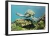 Adult Green Sea Turtle (Chelonia Mydas) Underwater Near Rabida Island-Michael Nolan-Framed Photographic Print