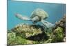 Adult Green Sea Turtle (Chelonia Mydas) Underwater Near Rabida Island-Michael Nolan-Mounted Photographic Print