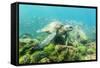 Adult Green Sea Turtle (Chelonia Mydas) Underwater Near Rabida Island-Michael Nolan-Framed Stretched Canvas