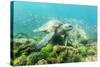 Adult Green Sea Turtle (Chelonia Mydas) Underwater Near Rabida Island-Michael Nolan-Stretched Canvas