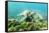 Adult Green Sea Turtle (Chelonia Mydas) Underwater Near Rabida Island-Michael Nolan-Framed Stretched Canvas