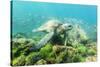 Adult Green Sea Turtle (Chelonia Mydas) Underwater Near Rabida Island-Michael Nolan-Stretched Canvas