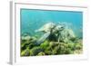 Adult Green Sea Turtle (Chelonia Mydas) Underwater Near Rabida Island-Michael Nolan-Framed Photographic Print