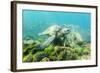 Adult Green Sea Turtle (Chelonia Mydas) Underwater Near Rabida Island-Michael Nolan-Framed Photographic Print