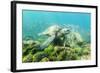 Adult Green Sea Turtle (Chelonia Mydas) Underwater Near Rabida Island-Michael Nolan-Framed Photographic Print