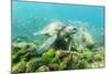 Adult Green Sea Turtle (Chelonia Mydas) Underwater Near Rabida Island-Michael Nolan-Mounted Photographic Print