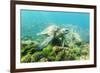 Adult Green Sea Turtle (Chelonia Mydas) Underwater Near Rabida Island-Michael Nolan-Framed Photographic Print