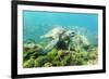 Adult Green Sea Turtle (Chelonia Mydas) Underwater Near Rabida Island-Michael Nolan-Framed Photographic Print