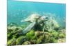 Adult Green Sea Turtle (Chelonia Mydas) Underwater Near Rabida Island-Michael Nolan-Mounted Photographic Print
