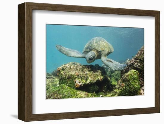 Adult Green Sea Turtle (Chelonia Mydas) Underwater Near Rabida Island-Michael Nolan-Framed Photographic Print