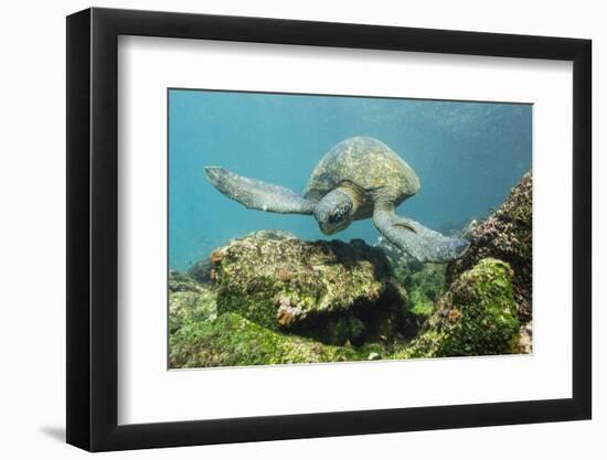 Adult Green Sea Turtle (Chelonia Mydas) Underwater Near Rabida Island-Michael Nolan-Framed Photographic Print