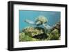 Adult Green Sea Turtle (Chelonia Mydas) Underwater Near Rabida Island-Michael Nolan-Framed Photographic Print