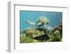 Adult Green Sea Turtle (Chelonia Mydas) Underwater Near Rabida Island-Michael Nolan-Framed Photographic Print