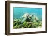 Adult Green Sea Turtle (Chelonia Mydas) Underwater Near Rabida Island-Michael Nolan-Framed Photographic Print