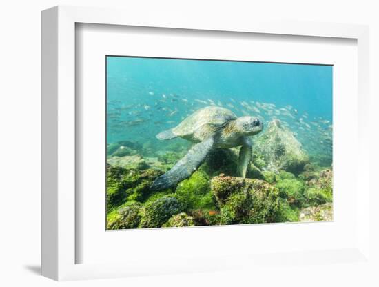 Adult Green Sea Turtle (Chelonia Mydas) Underwater Near Rabida Island-Michael Nolan-Framed Photographic Print