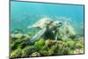 Adult Green Sea Turtle (Chelonia Mydas) Underwater Near Rabida Island-Michael Nolan-Mounted Photographic Print