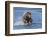 Adult grizzly bear chasing fish, Lake Clark National Park and Preserve, Alaska.-Adam Jones-Framed Photographic Print