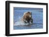 Adult grizzly bear chasing fish, Lake Clark National Park and Preserve, Alaska.-Adam Jones-Framed Photographic Print