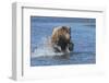 Adult grizzly bear chasing fish, Lake Clark National Park and Preserve, Alaska.-Adam Jones-Framed Photographic Print