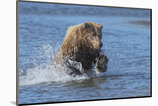 Adult grizzly bear chasing fish, Lake Clark National Park and Preserve, Alaska.-Adam Jones-Mounted Photographic Print