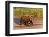 Adult grizzly bear on shoreline at sunrise, Lake Clark National Park and Preserve, Alaska.-Adam Jones-Framed Photographic Print