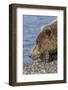 Adult grizzly bear resting on beach, Lake Clark NP and Preserve, Alaska, Silver Salmon Creek-Adam Jones-Framed Photographic Print