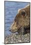 Adult grizzly bear resting on beach, Lake Clark NP and Preserve, Alaska, Silver Salmon Creek-Adam Jones-Mounted Photographic Print