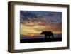 Adult grizzly bear silhouetted at sunrise, Lake Clark NP and Preserve, Alaska, Silver Salmon Creek-Adam Jones-Framed Photographic Print
