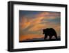 Adult grizzly bear silhouetted on beach at sunrise, Lake Clark NP and Preserve, Alaska-Adam Jones-Framed Photographic Print