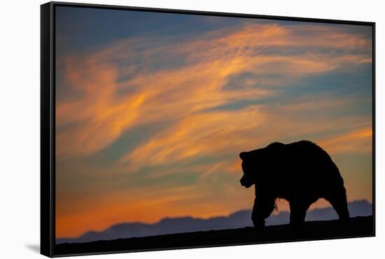 Adult grizzly bear silhouetted on beach at sunrise, Lake Clark NP and Preserve, Alaska-Adam Jones-Framed Stretched Canvas