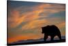 Adult grizzly bear silhouetted on beach at sunrise, Lake Clark NP and Preserve, Alaska-Adam Jones-Stretched Canvas