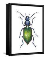 Adult Ground Beetle (Carabidae,), Insects-Encyclopaedia Britannica-Framed Stretched Canvas
