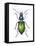 Adult Ground Beetle (Carabidae,), Insects-Encyclopaedia Britannica-Framed Stretched Canvas