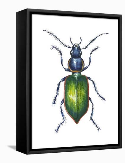 Adult Ground Beetle (Carabidae,), Insects-Encyclopaedia Britannica-Framed Stretched Canvas
